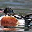 Northern Shoveler